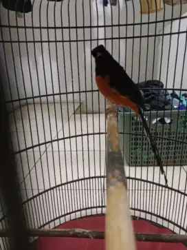 Burung murai gacor