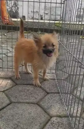 Minipom nonstambum
