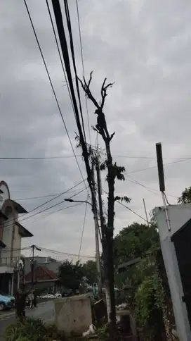 Jasa Tebang dan Pangkas Pohon Jabodetabek