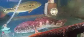 Ikan Channa Auranti