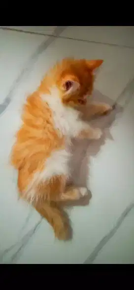 Kitten 3bln flat x permed gembul longhair tebal mandiri lincah main