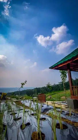 Jual tanah murah strategis 100 meteran