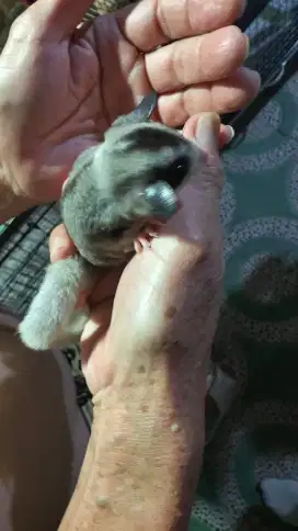 Sugar Glider mozaic umur +- 4bulan