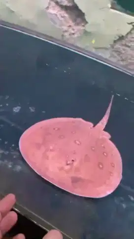 motoro stingray fresh water