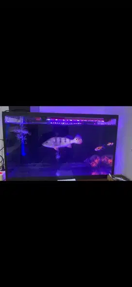 JUAL SATU SET TANK PREDATOR BERIKUT IKANNYA
