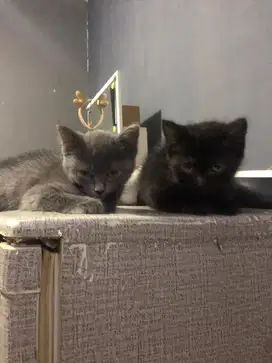 Kitten persia X BSH 2,5 bln