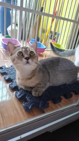 LEPAS ADOPSI KUCING MUNCHKIN STANDAR BETINA