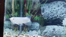 Ikan Arwana Green Pino