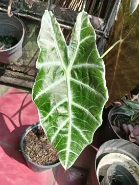 Alocasia Watsoniana Langkat koleksiku