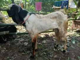 Jual hewan qurban,gratis ongkir