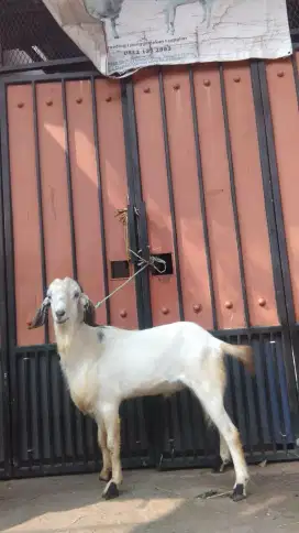 Kambing kurban kupak