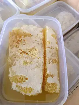 Madu Sarang Akasia