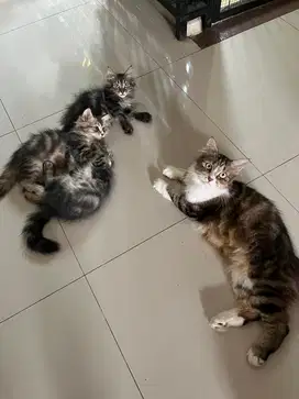 Anakan persia mainnecoon non pure x persia