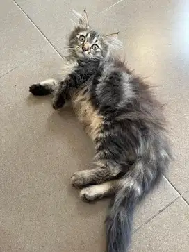 Lepas adopt Anakan persia mainnecoon non pure x persia