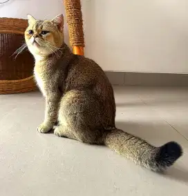 Bristish Shorthair Golden
