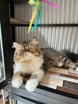 Pacak kucing peaknose