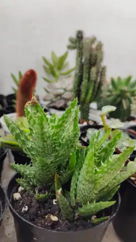 Kaktus sekulen 10 - 25rb.