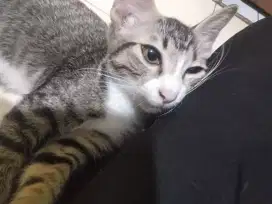 2 kucing tuby betina usia 2 bulan bulu garis² jidat huruf M