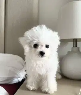 Di jual anjing Bichon High Quality