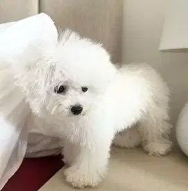 Di jual anjing Bichon High Quality