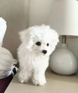 Di jual anjing Bichon High Quality