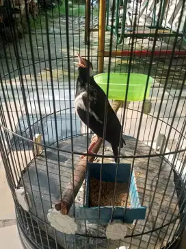 Jual santaii full set,,700 nego bensin tanpa kerodong