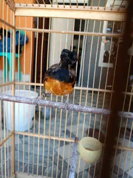 Jual burung murai Borneo seri F1 pastol