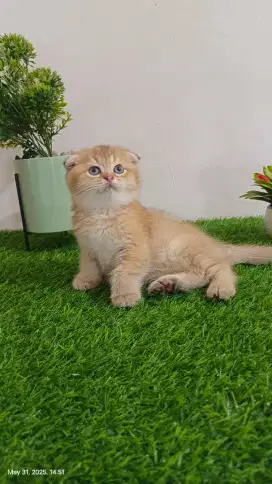 Lepas Adopt BSH Scottish Fold Golden Betina
