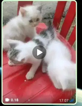 Kitten + induk persia