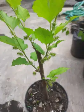Bibit tanaman Murbei,tanaman Arbei