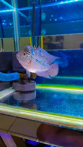 Ikan Lohan Srd Louhan Super Red Dragon