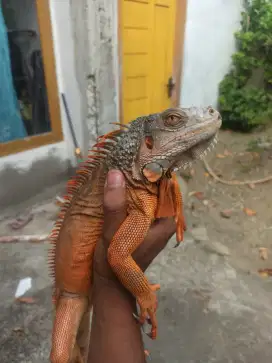 hewan iguana red