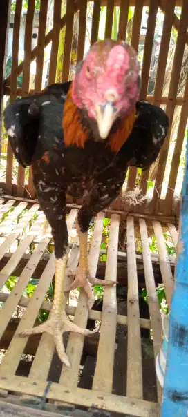 Jual ayam Bangkok pakoy