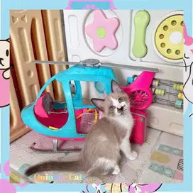 Kucing Ragdoll x Siamese Betina shorthair Chocolate Cinnamon White