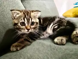 Kucing jantan scotishfold