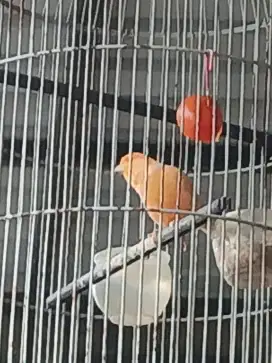 Jual cepat 2 burung gacor dor