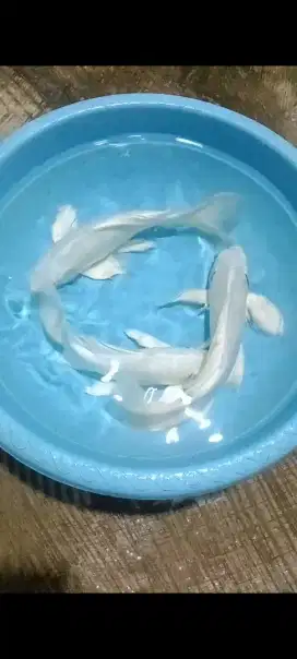 Koi platinum kumpay
