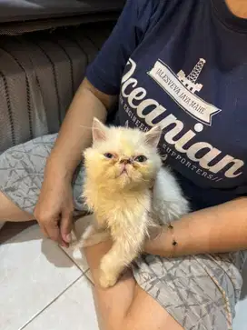 ANAKAN KUCING PERSIA PEAKNOSE ODD EYE JANTAN
