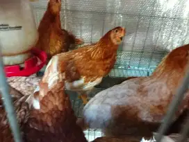 Pullet Ayam Petelur