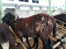JUAL DOMBA QURBAN BISA DP
