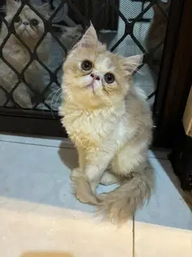 ANAKAN KUCING PERSIA PEAKNOSE BETINA