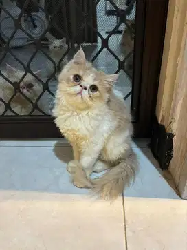ANAKAN KUCING PERSIA PEAKNOSE BETINA