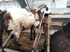 JUAL DOMBA QURBAN DUA JUTA RUPIAH