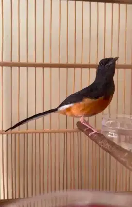 Murai Betina fighter