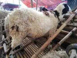 JUAL DOMBA QURBAN SUPER
