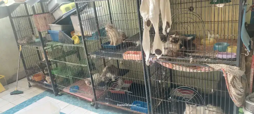 Kandang kucing 2tingkat 3biji