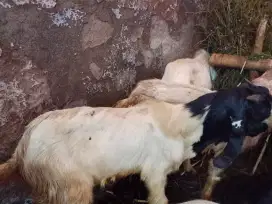Hewan kurba sapi dan kambing
