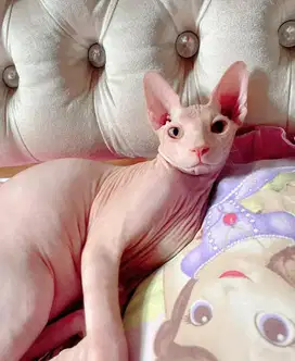 Kucing Sphynx Jantan Proven ( 2 tahun )