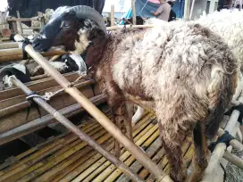 JUAL DOMBA QURBAN GRATIS PEMELIHARAAN