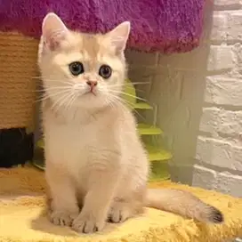 Kucing Scottish Shorthair Golden Ny-25 “Male”